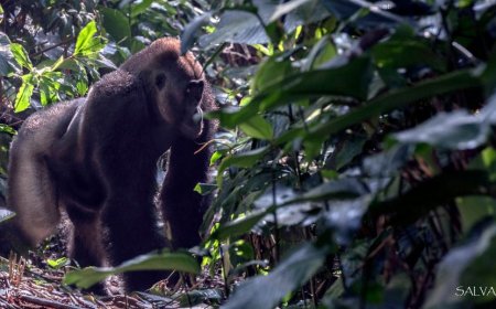 La ruta de los gorilas de llanura en el Congo
